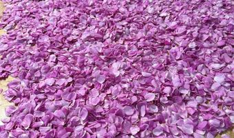 Purple ADOBE LAVENDER FARM 25 Private Dr 1622, Abiquiu, NM 87510
