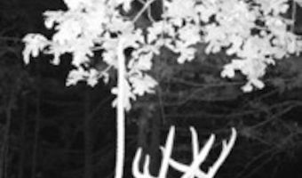 81 Wildwood Dr, Ash Flat, AR 72513
