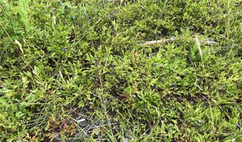 W McMann & Porcupine Hill Road lot 3, Addison, ME 04606