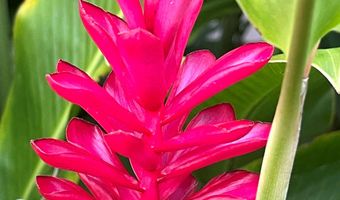 160 KEONEKAI Rd 1-103, Kihei, HI 96753