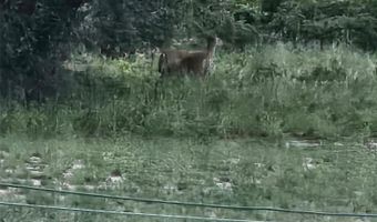 667 FAZZINI Rd, Babson Park, FL 33827