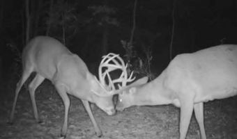 County Road 529, Ava, MO 65608
