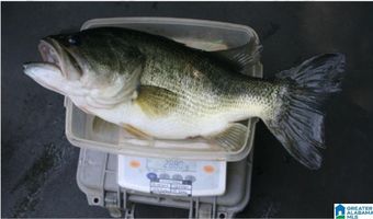 6150 SHOAL CREEK Rd 124+/- Acres, Ashville, AL 35953