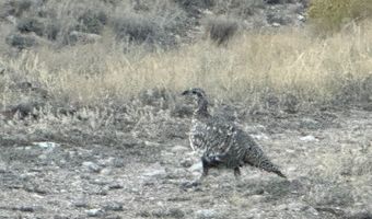 95 Mill Draw Overlook, Belfry, MT 59008