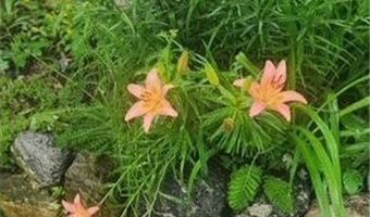 1019 Ash St, Alexandria, MN 56308