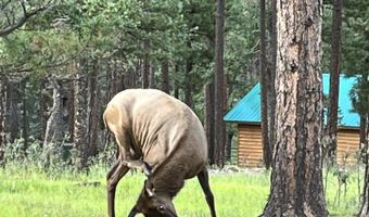 17 County Road 2195, Alpine, AZ 85920