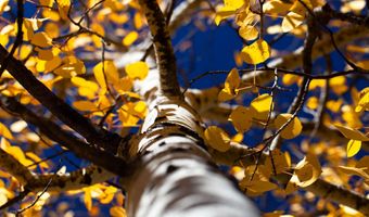 1 The Ranch At Angel Fire, Angel Fire, NM 87710