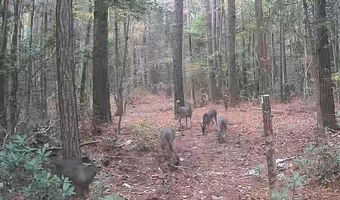 301 C1, Brooklyn, MS 39425