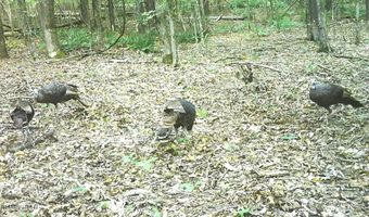 504 247 Country Rd, Bruce, MS 38915