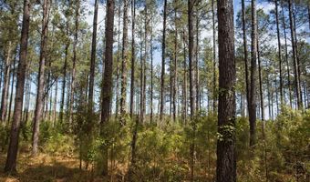 1342 Thomas Hamilton Rd, Brunson, SC 29911