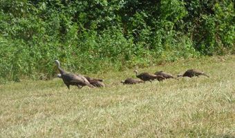 1576 Sheltontown Rd, Albany, KY 42602