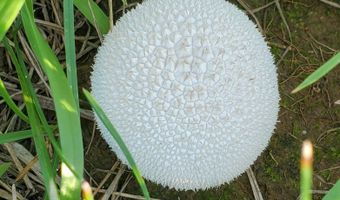 4775 S 50th Rd, Aldrich, MO 65601