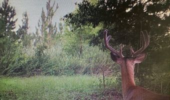 1243 Silcox Rd, Ashford, AL 36312