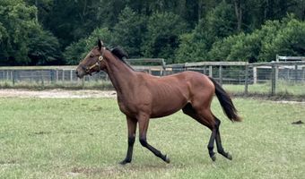 2224 Carter Street Tract C, Camden, SC 29020