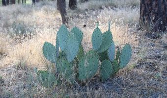 030 Butterfly Peak Rd, Mountain Center, CA 92561