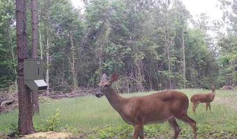 104 Acres Wesson Gap Rd, Attalla, AL 35954