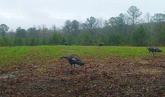 County Road 25, Banks, AL 36005