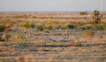 State Highway 214, Adrian, TX 79001