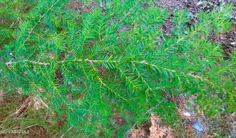 NKA Wandering Wolf Ridge Lot 3, Clark Fork, ID 83811