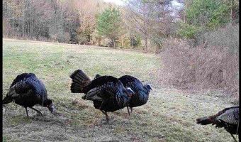 Rt-417, Andover, NY 14806