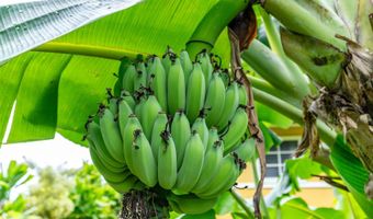 45-313 Nakuluai St, Kaneohe, HI 96744