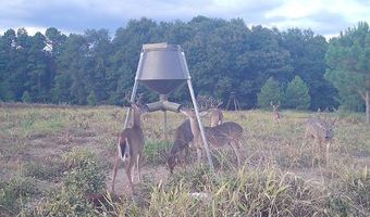 TBD County Road 40, Abbeville, AL 36310