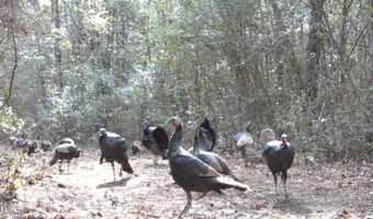 259 Forest Lake Rd, Beaumont, MS 39423