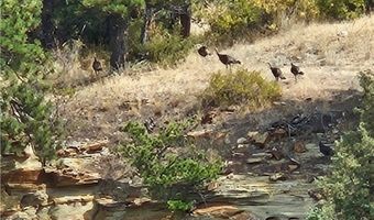 1605 Jackpine Canyon Rd, Billings, MT 59101