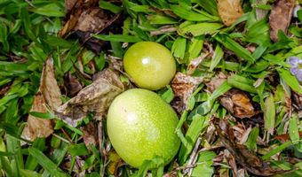 1220 W Kuiaha Rd, Haiku, HI 96708