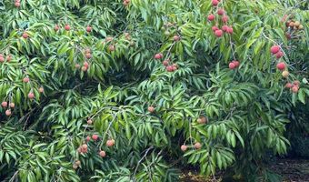 15-1912 28TH Ave, Keaau, HI 96749
