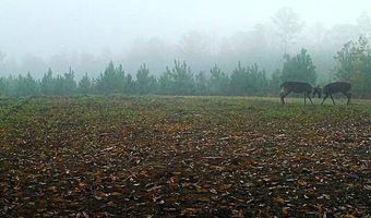 County Road 25, Banks, AL 36005