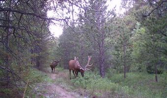 TBD County Road 59, Allenspark, CO 80510