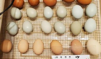 4775 S 50th Rd, Aldrich, MO 65601