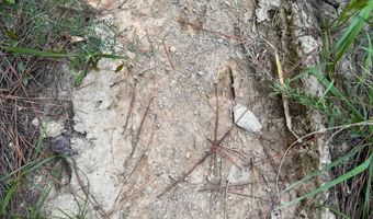 0 Military Rd, Beaverton, AL 35544