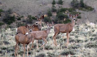 Rio Lane lot Bvr 949-10, Belfry, MT 59008