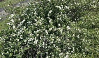 1624 County Road 1560, Alba, TX 75410