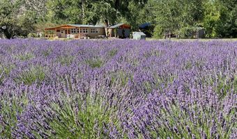 PURPLE ADOBE LAVENDER FARM 25 Private Drive 1622, Abiquiu, NM 87510