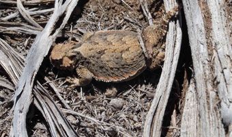 unspecified, Gerlach, NV 89412