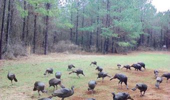 AL HWY 223, Banks, AL 36005