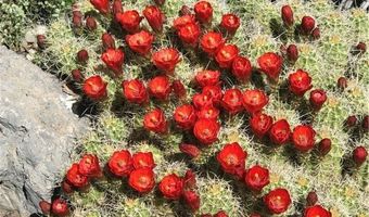 4 Camp Bonanza Rd, Cold Creek, NV 89124