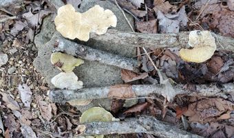 4775 S 50th Rd, Aldrich, MO 65601