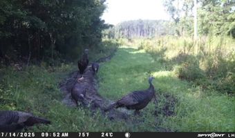 TBD Binnicker Bridge Road, Bamberg, SC 29003