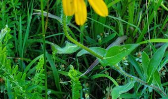 4775 S 50th Rd, Aldrich, MO 65601