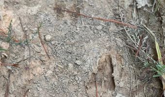 0 Military Rd, Beaverton, AL 35544