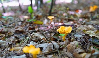 Airport Rd lot 0, Bassett, VA 24055