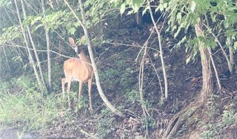 Beaver Dam Road lot 99, Banner Elk, NC 28604