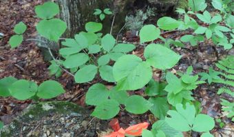 Lot 5-2-1 Jesus Valley Road, Alton, NH 03810