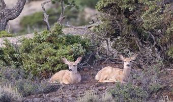 267 Tolman Rd, Clark, WY 82435