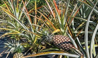81-1045 KEOPUKA MAUKA Rd, Captain Cook, HI 96750