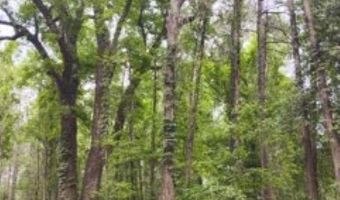 Double Pond Road, Blackville, SC 29817